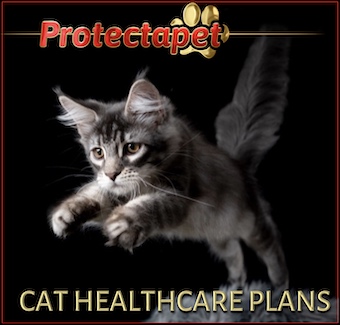 Protectapet Cat healthcare plans delivered online